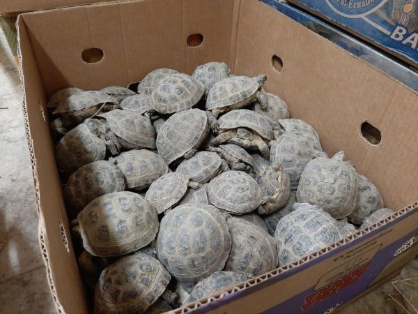 Türkiye’den Rusya’ya kaçırılan 3 bin adet kaplumbağa ele geçirildi -1